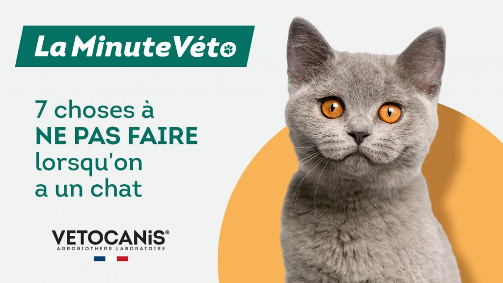 7 choses à éviter propriétaires chat