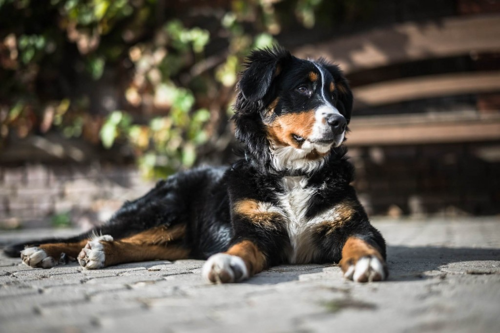 bouvier bernois fiche race chien