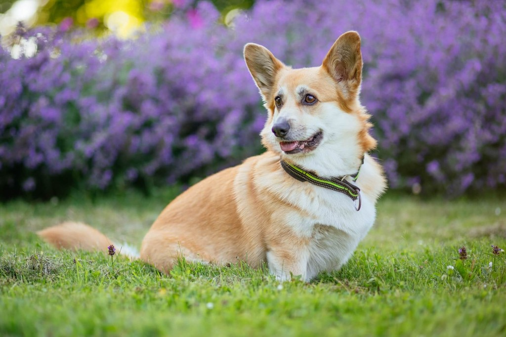 Le collier antiparasitaire pour chien