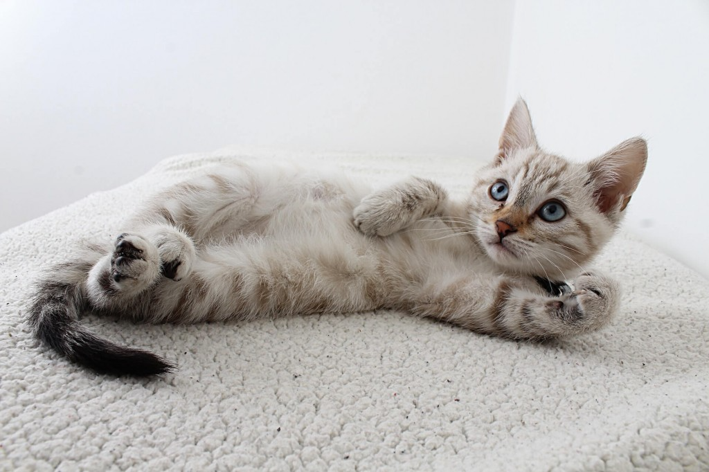 chat allongé