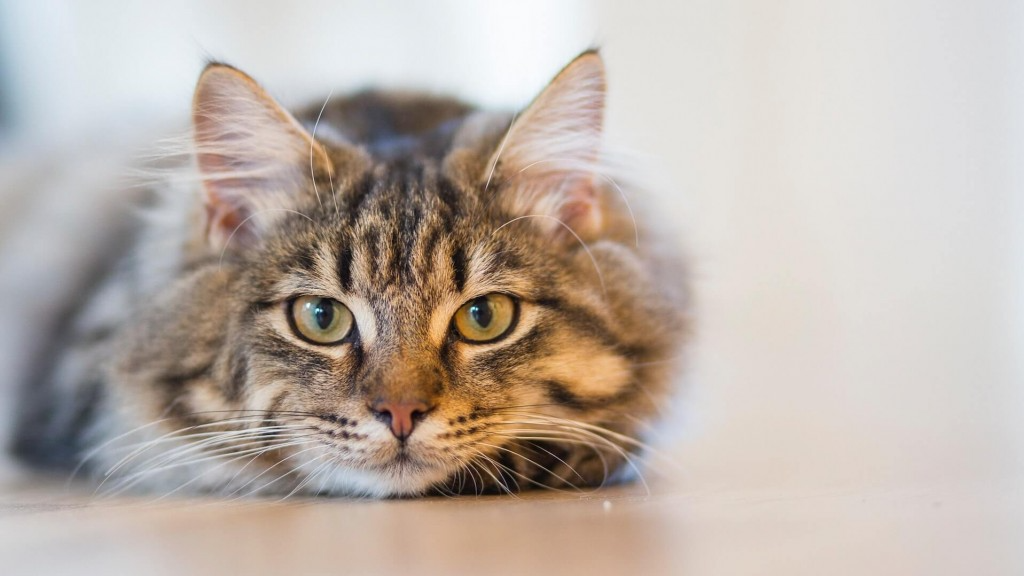 Comment mettre un collier anti-puces à son chat ?