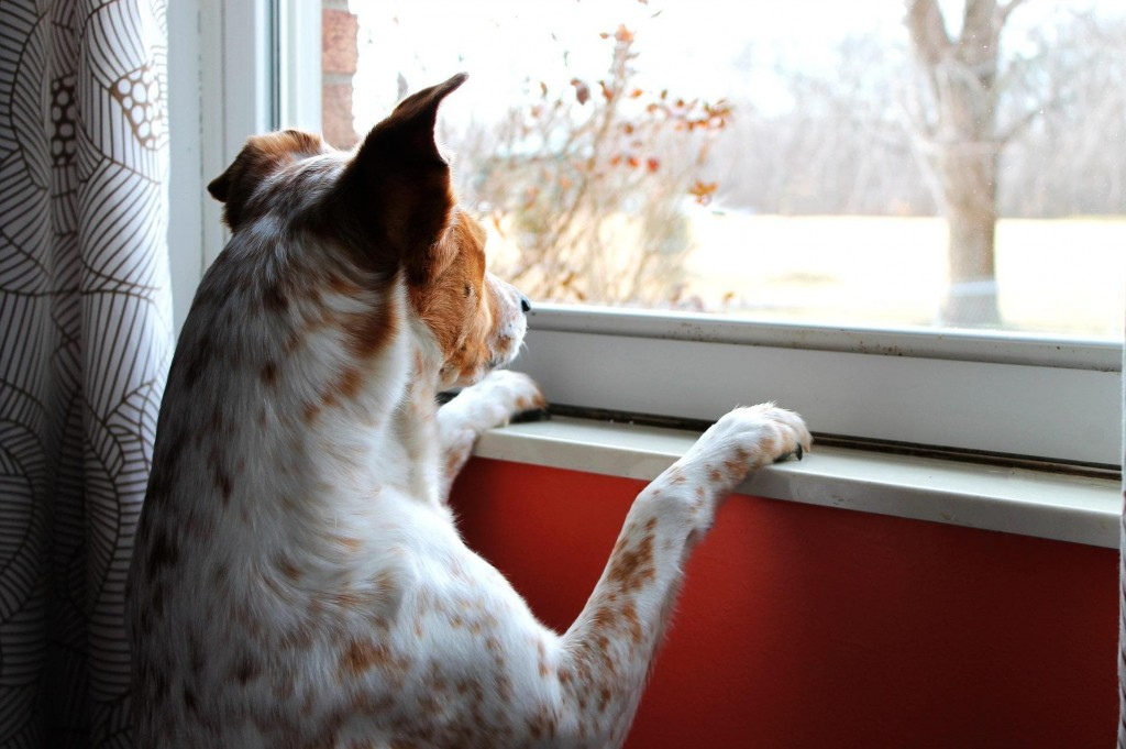 conseils chien fin vacances