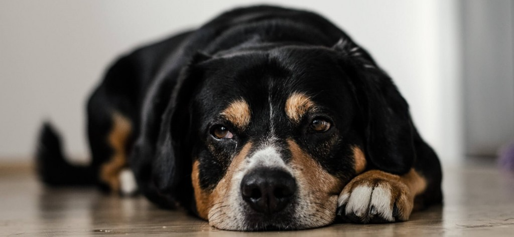 les aoûtats sont des minuscules acariens parasites des chiens