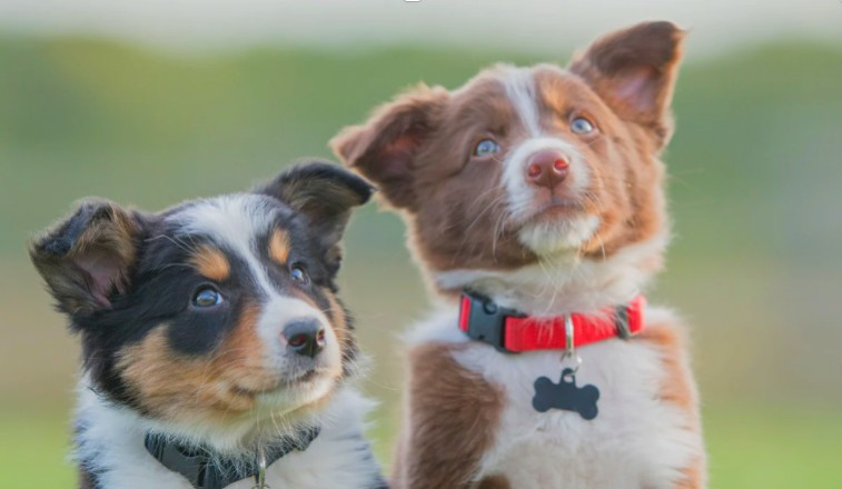 L’éducation positive du chien qu’est ce que c’est ?