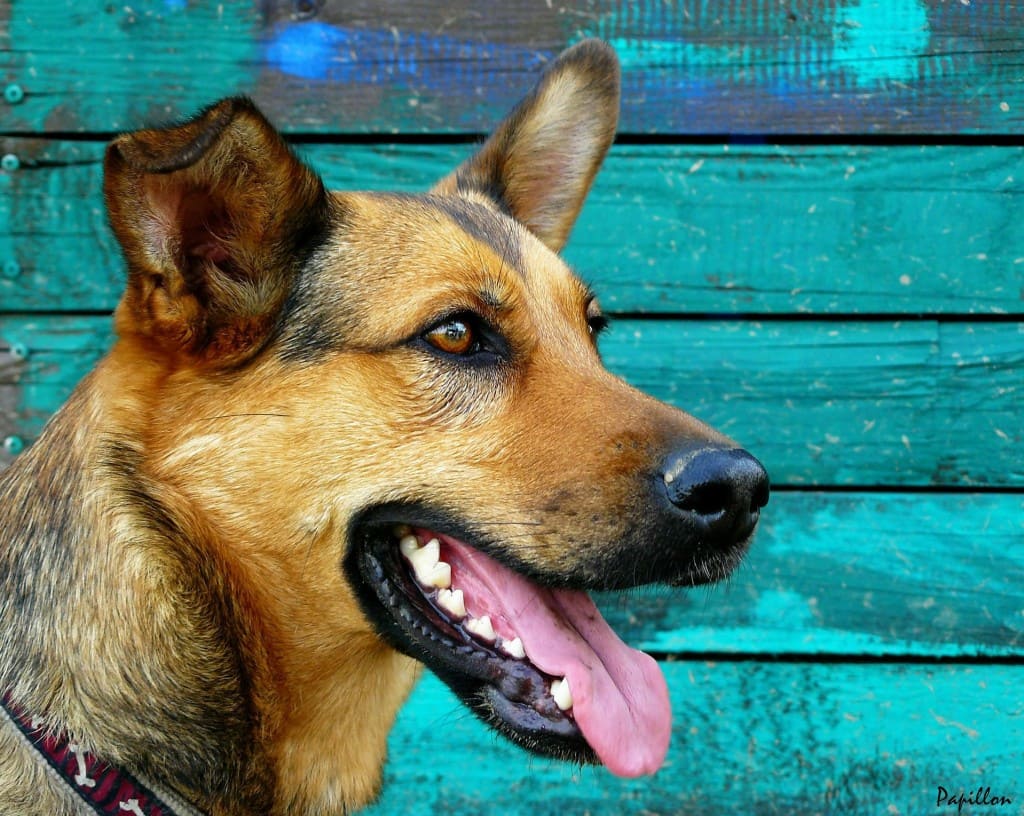 eviter la formation de tartre chien