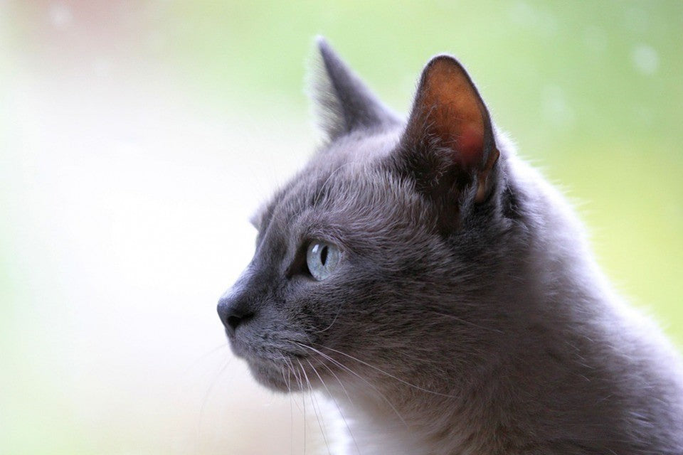Les vers plats chez le chat