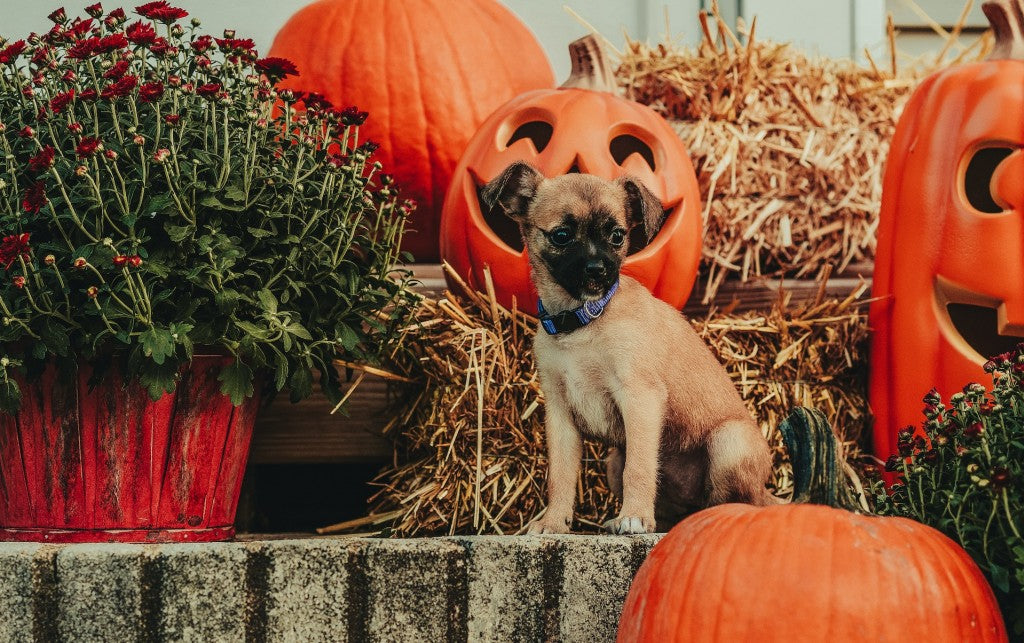 7 astuces pour fêter Halloween avec votre chien ou votre chat