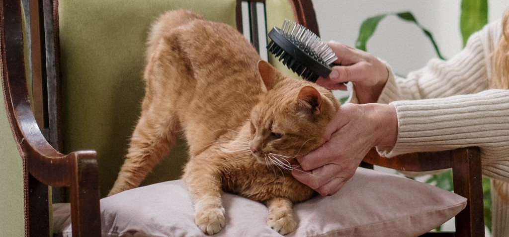 la mue du chat infos