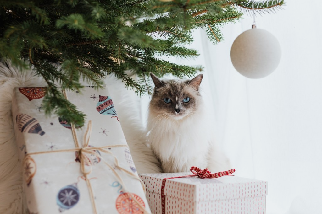 idées cadeaux utiles chat noël