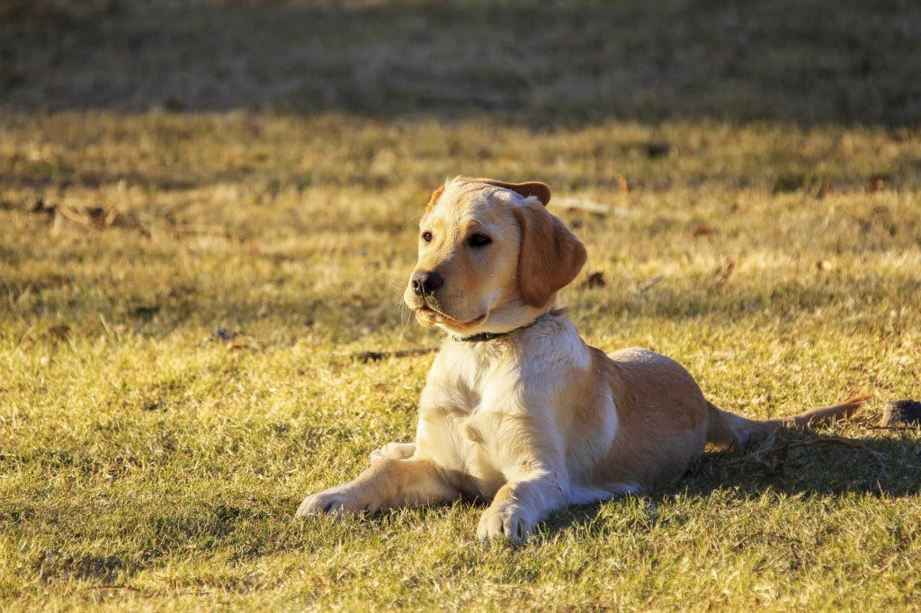 Les noms en U pour chien en 2023