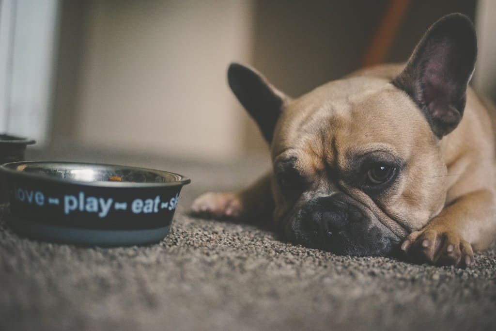 Chien qui ne mange pas pourquoi
