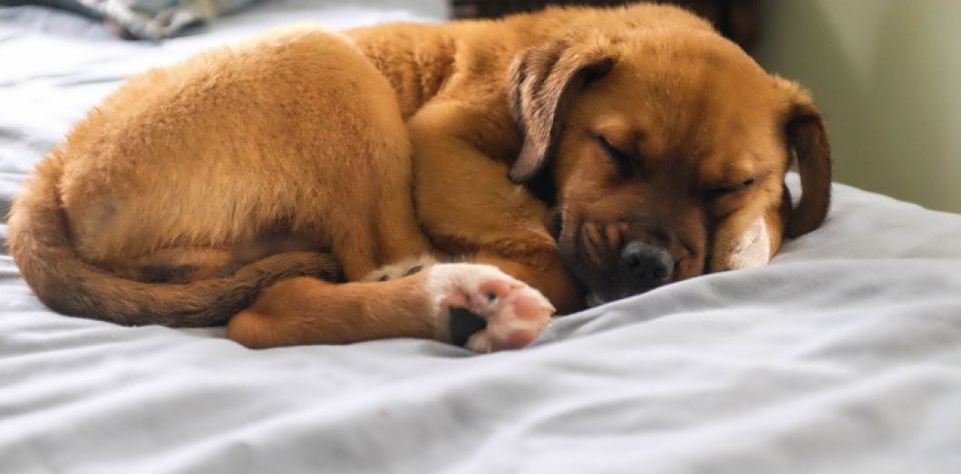 chien qui dort