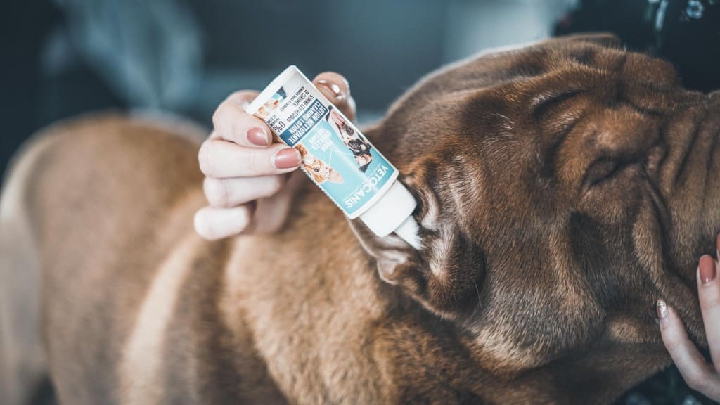 lotion oreille chien