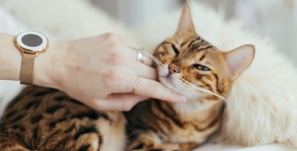 10 conseils soin chat Vetocanis