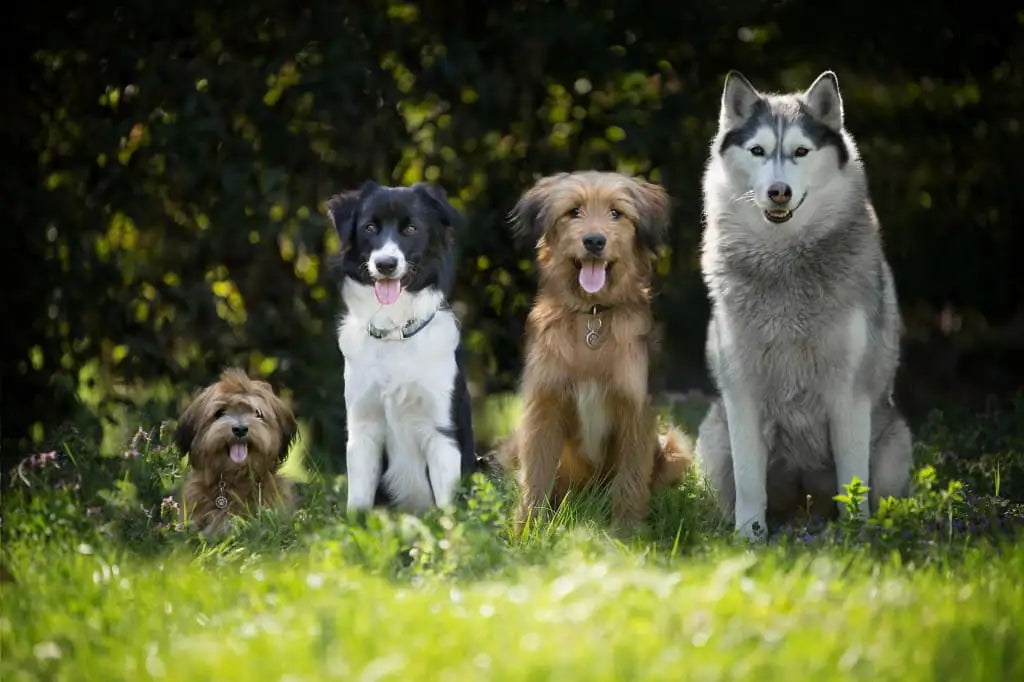 chiens vetocanis dans l'herbe