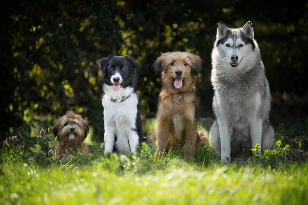 chiens vetocanis dans l'herbe