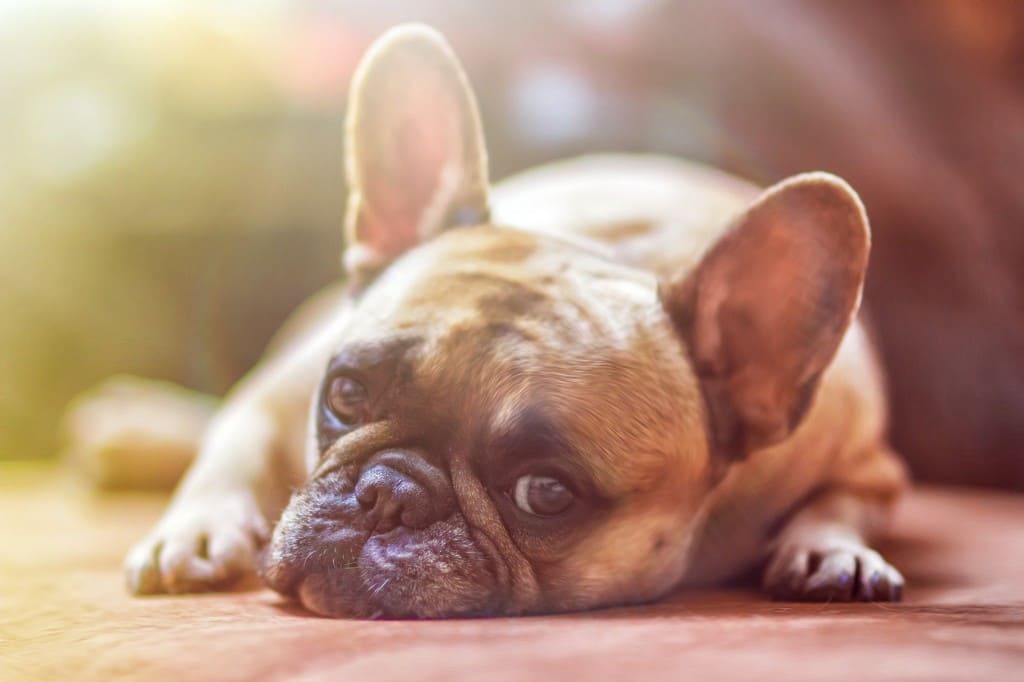 Problèmes de peau chez le chien 