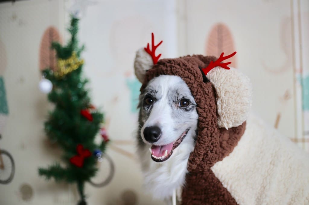 chien et fêtes de fin d'année