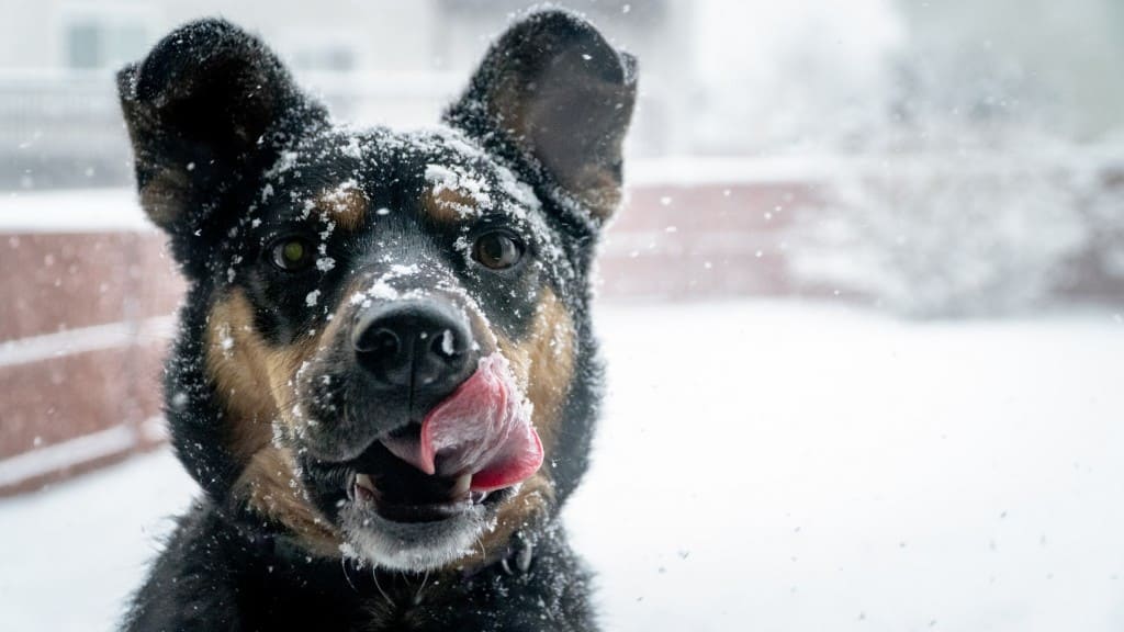 10 conseils chien chat hiver