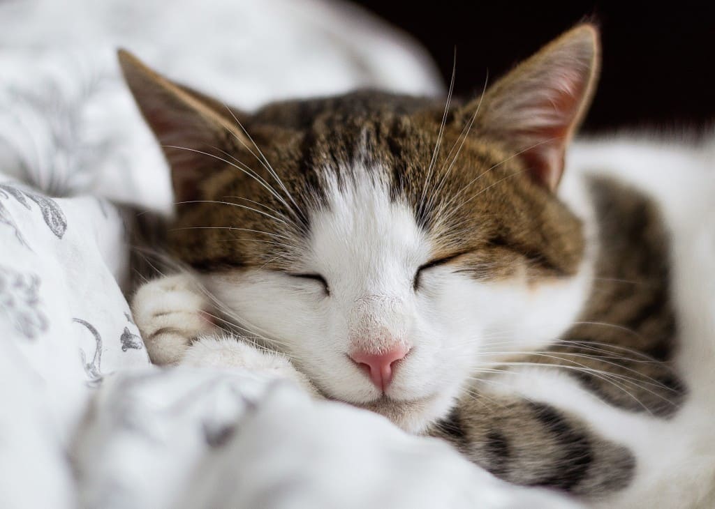 Comment prendre soin de mon chat