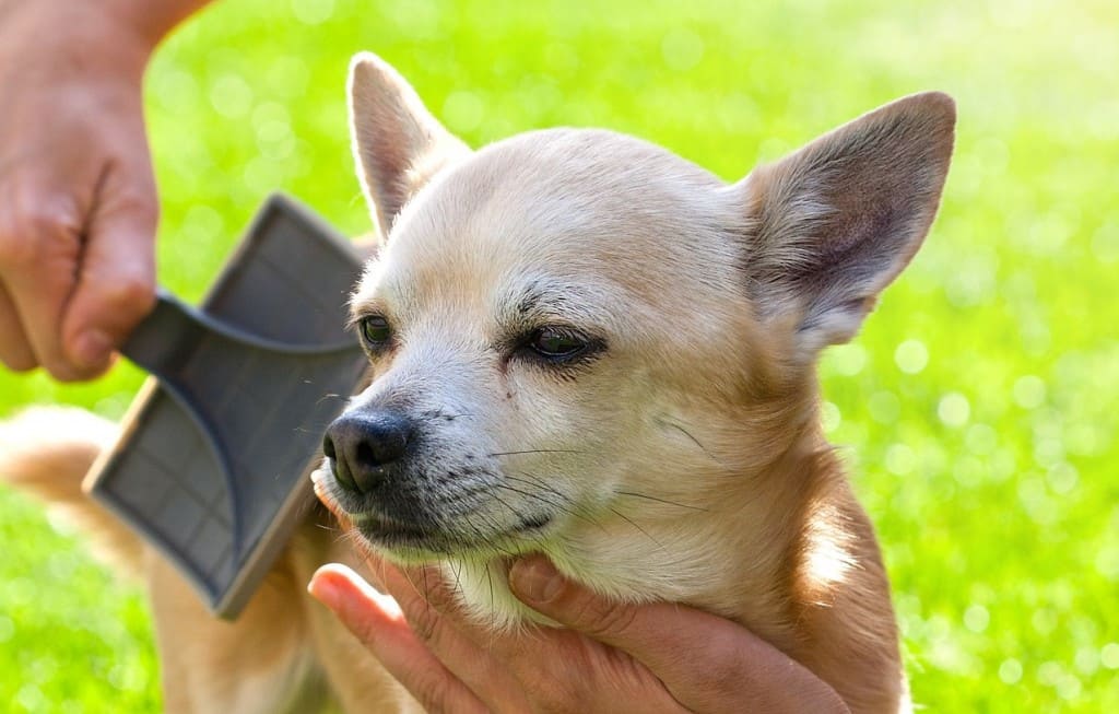 Les bons gestes bien brosser chien