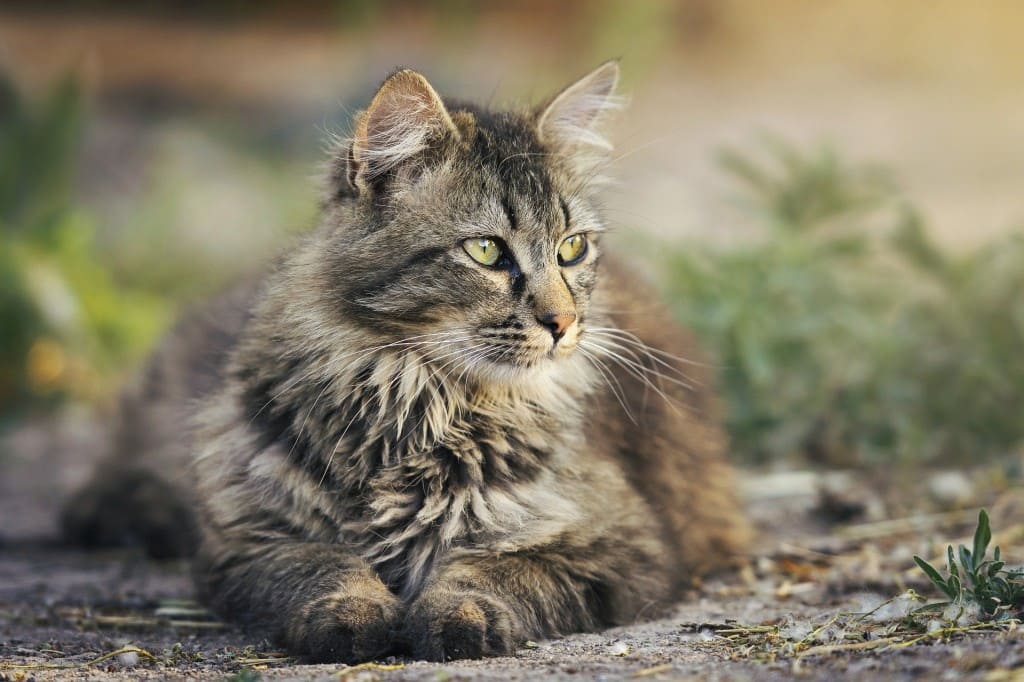 Mon chat déprime que faire conseils