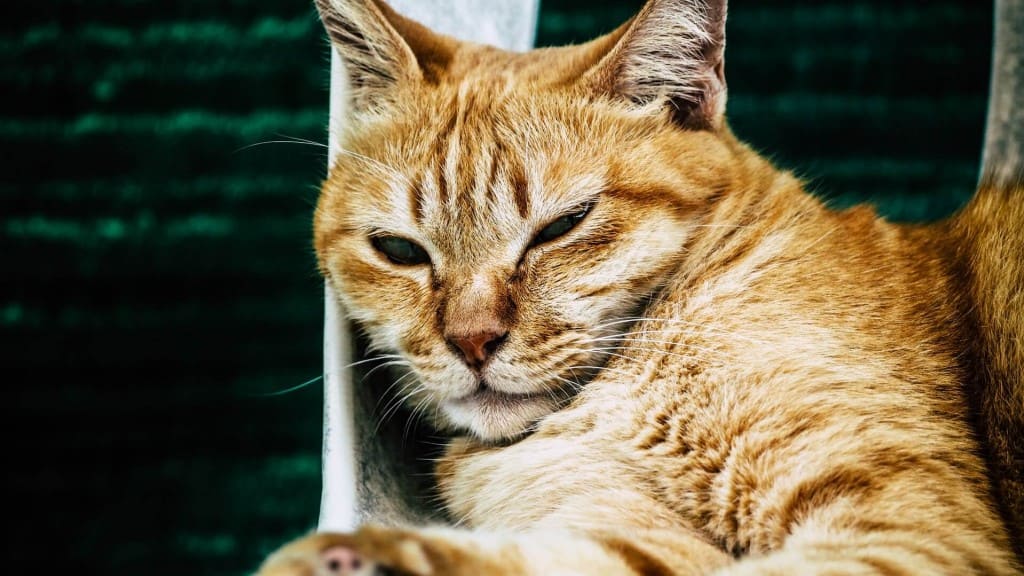 Comment savoir si mon chat s'ennuie ?
