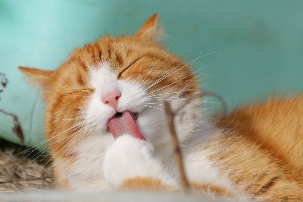 comment laver son chat solutions