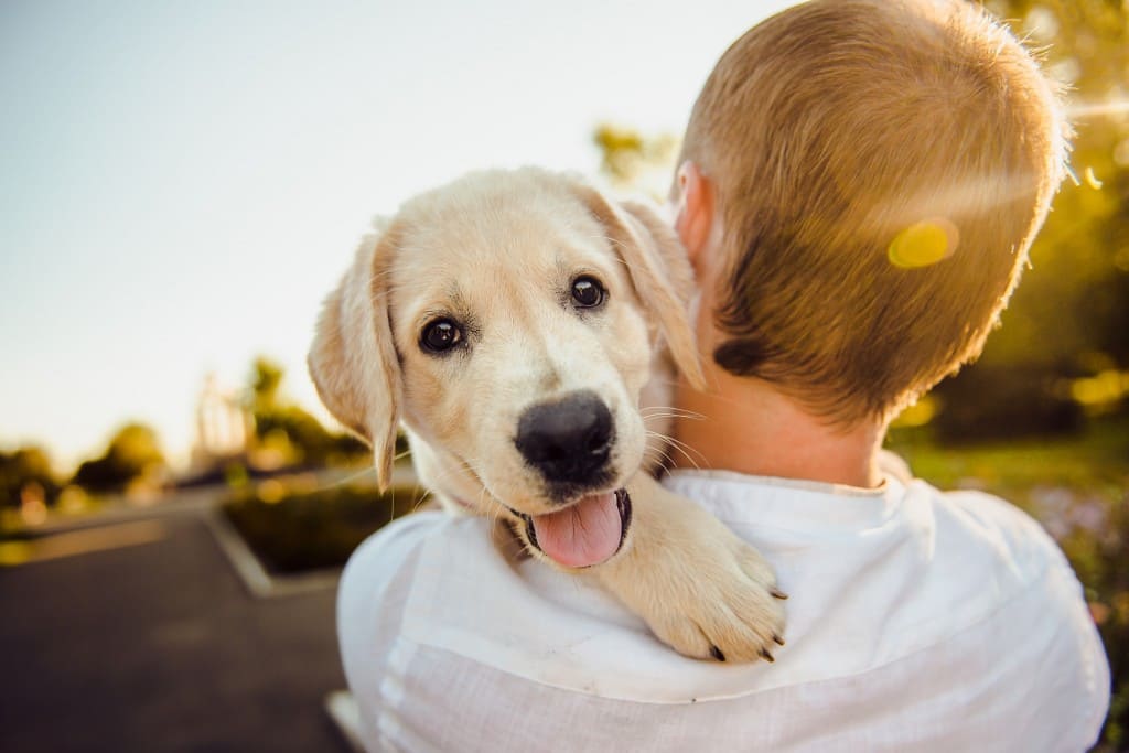 chien câlin conseils bien vivre ensemble