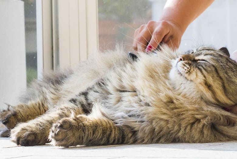 Comment bien brosser mon chat 