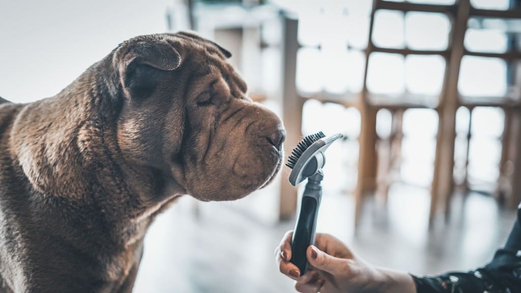 chien brosse poils