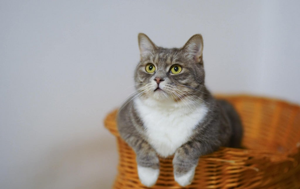 le marquage urinaire chat comprendre