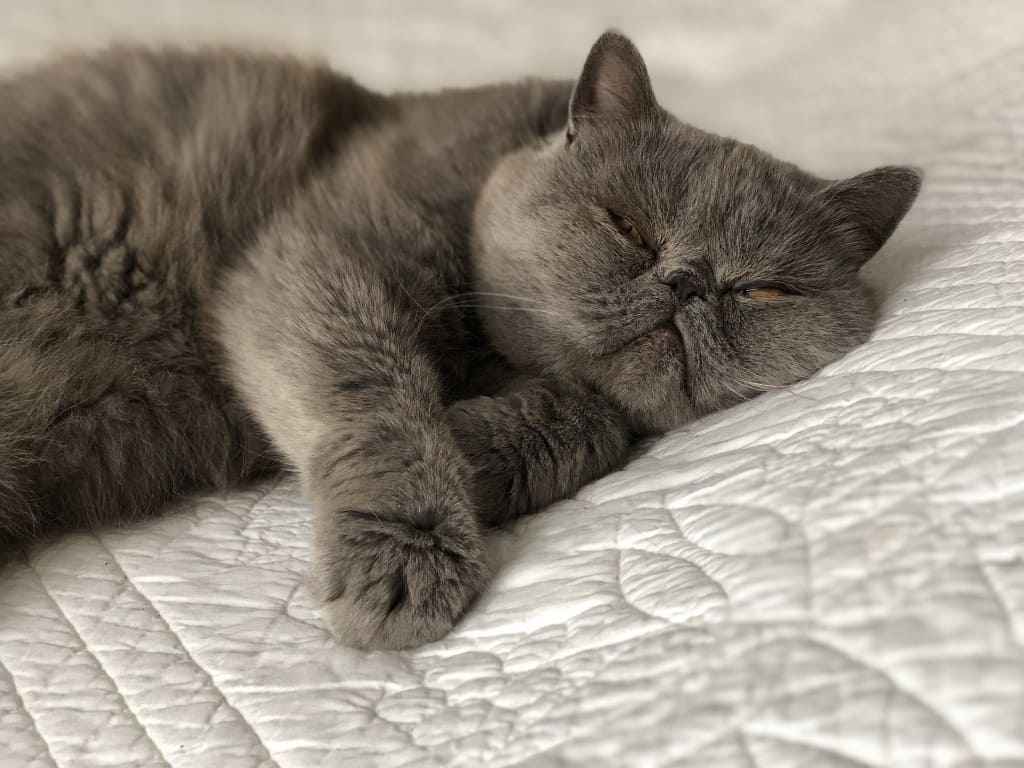 chat qui dort