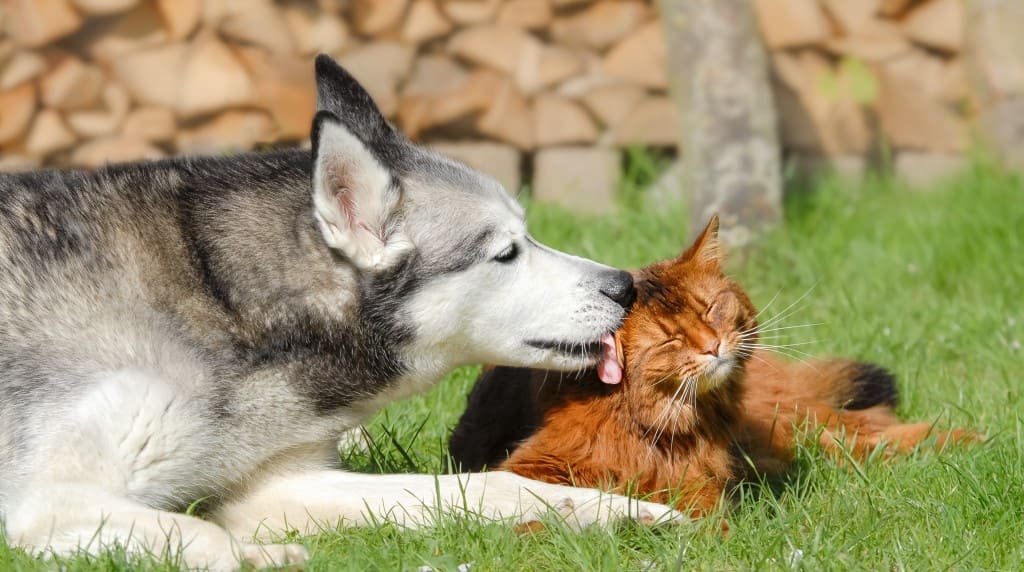 chien et chat sont sujets aux parasites
