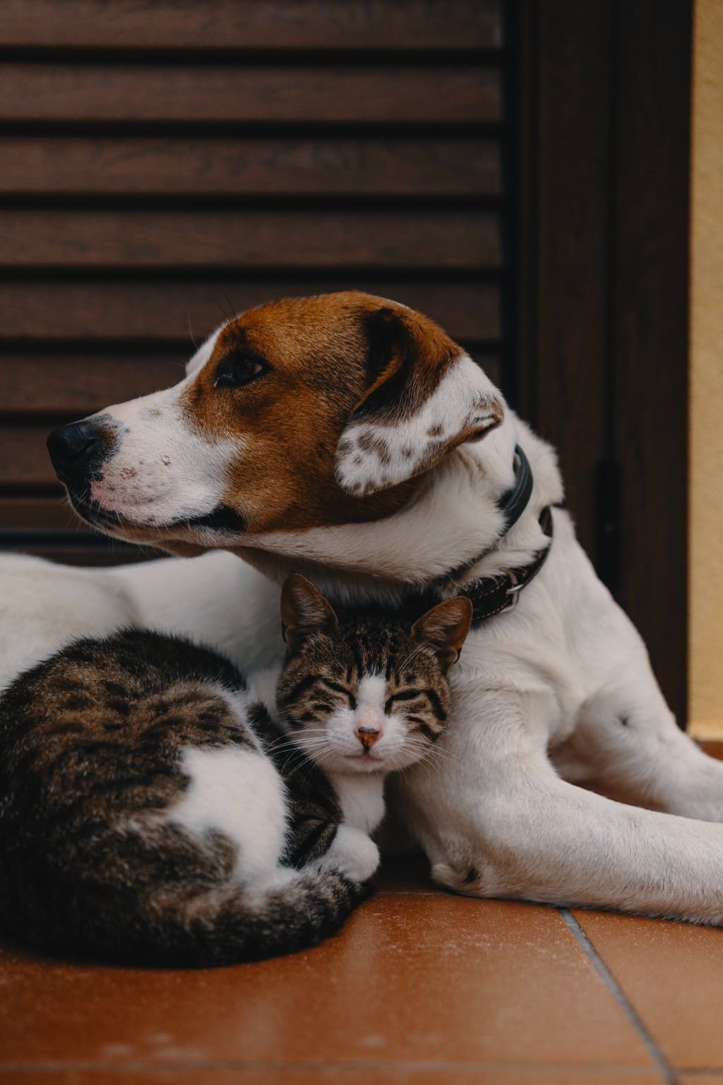 chien et chat protection contre parasites