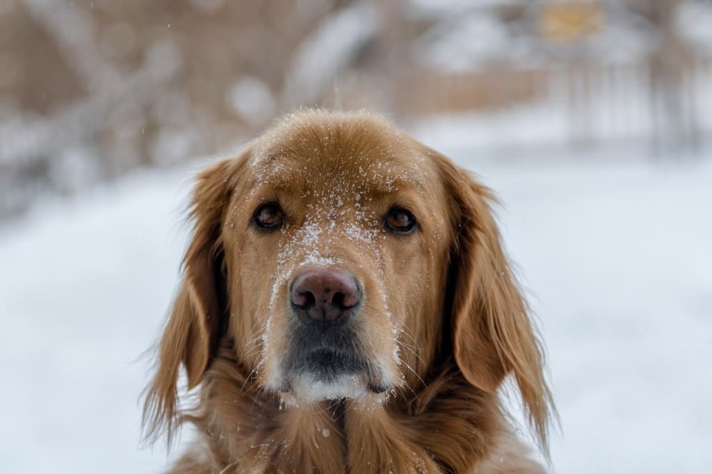 chien dans la neige