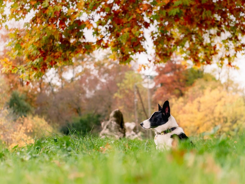 chien champs automne combattre les puces
