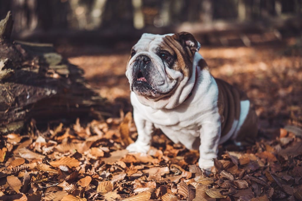 chien dans les feuilles parasites danger