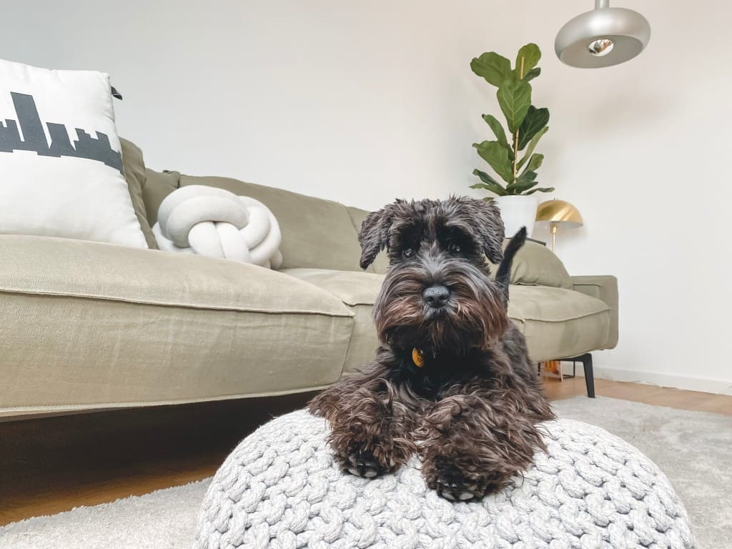 chien sur son coussin dangers domestiques chien