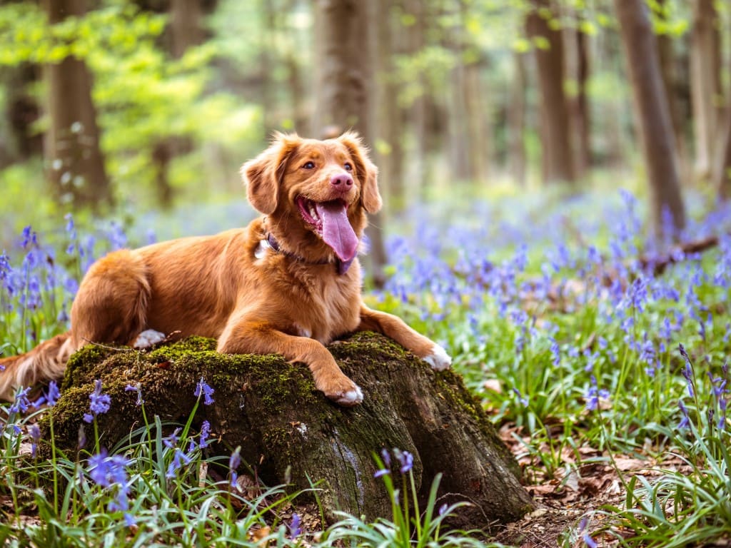 la Spirocercose chez le chien