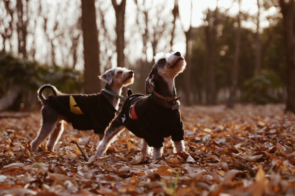 2 chiens