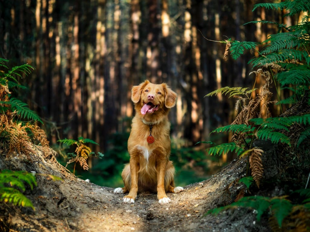 La piroplasmose chez le chien