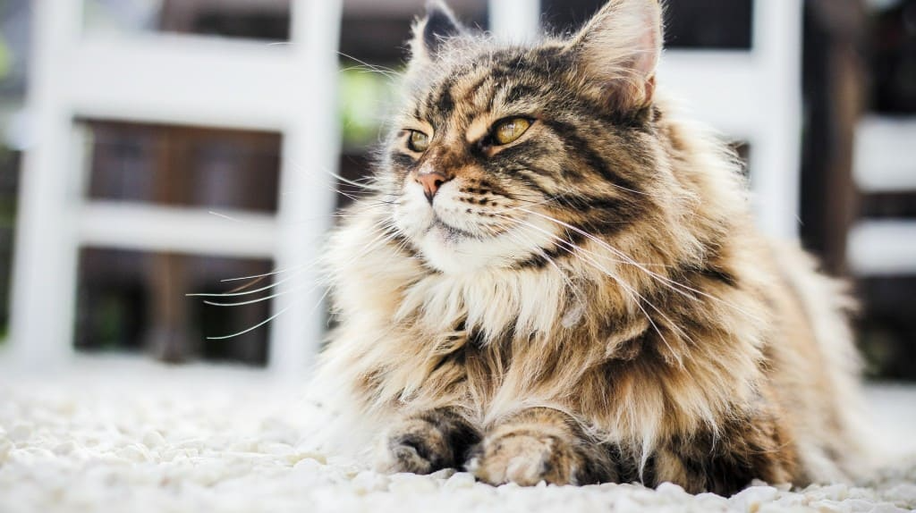 La vaccination du chat et du chaton