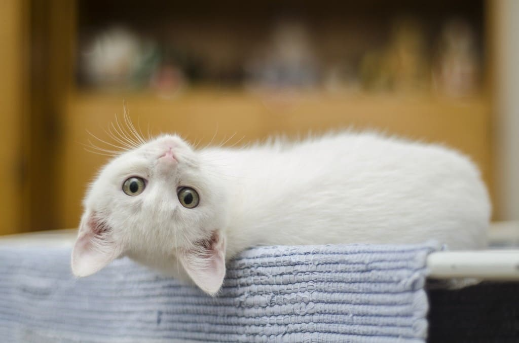 La dermatite allergie piqures puces chat