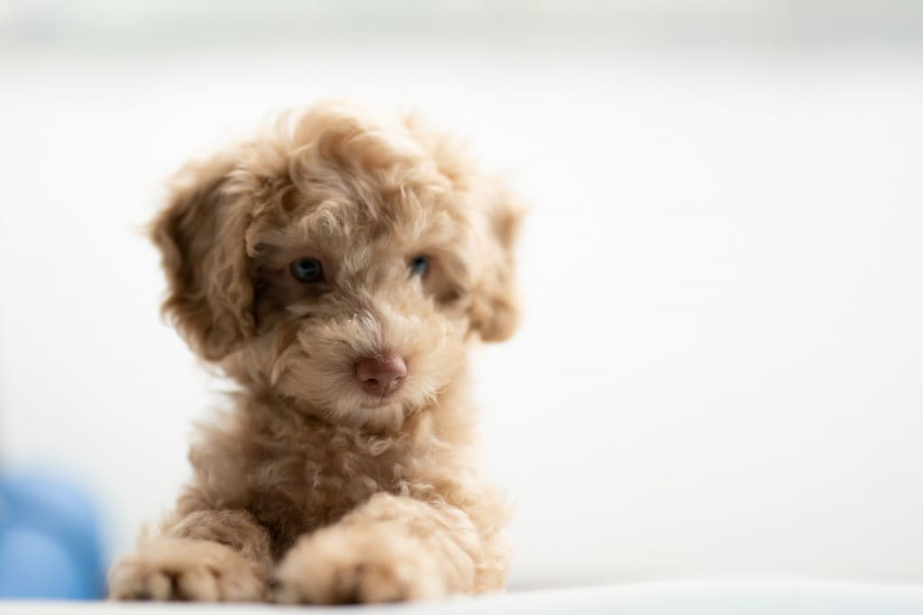 Dirofilariose chez le chien