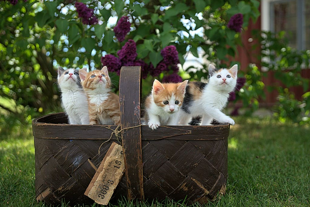10 gestes à adopter pour la santé de son animal
