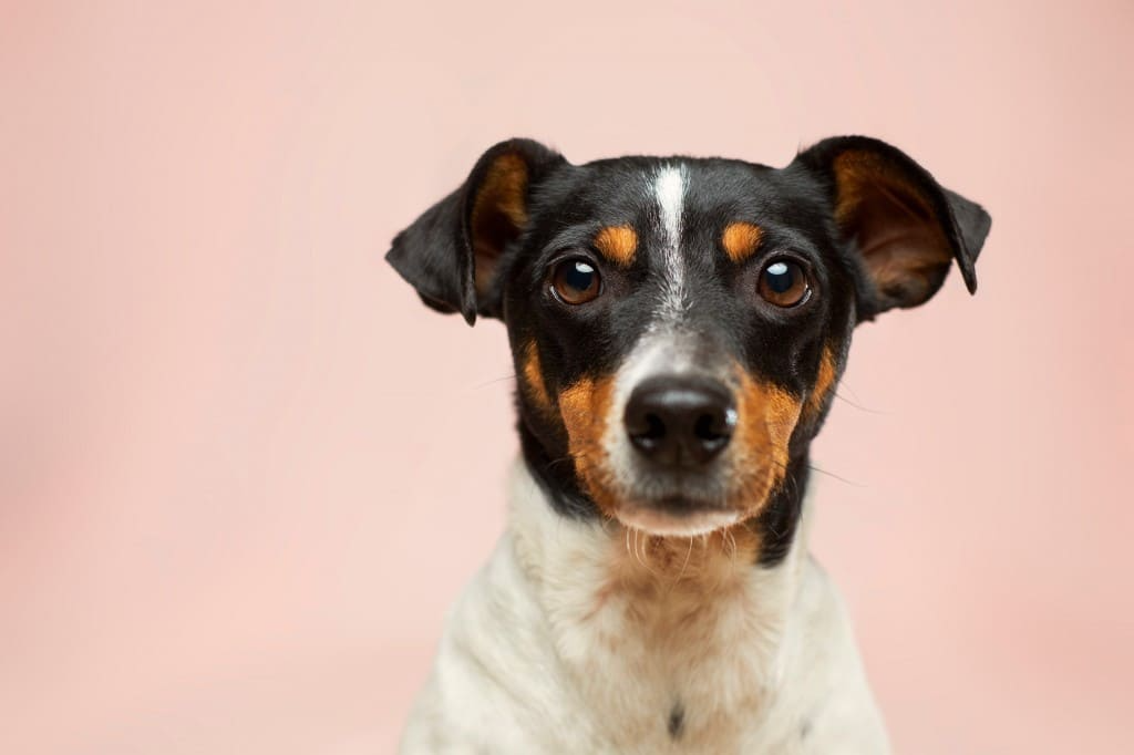 La maladie de Lyme chez le chien