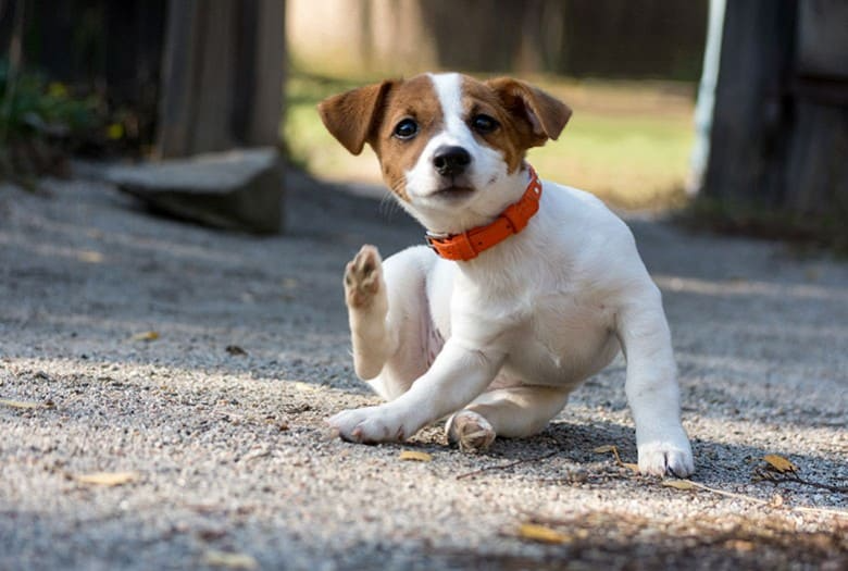 Débarrasser mon chien des parasites externes