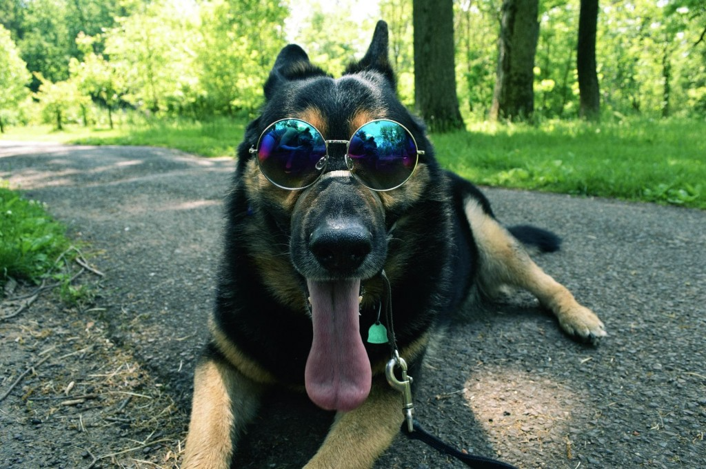 protéger chien chaleur été