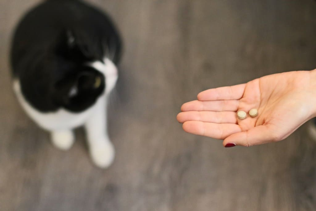 Comment donner un comprimé ou un médicament à son animal ?